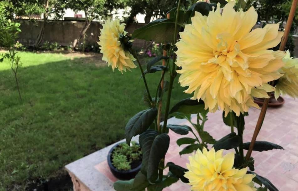 Bed and Breakfast Il Giardino Degli Aranci Modolo  Exterior foto